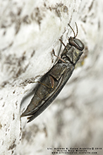 metallic wood-boring beetle (Agrilus sp.)