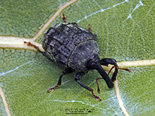 milkweed stem weevil