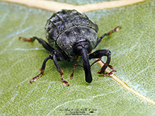 milkweed stem weevil