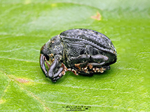 milkweed stem weevil