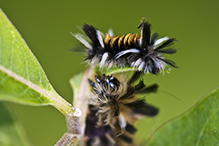 milkweed tussock moth