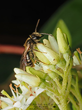 mining bee (Andrena sp.)
