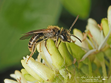 mining bee (Andrena sp.)
