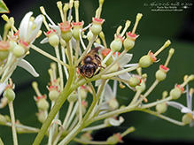 mining bee (Andrena sp.)