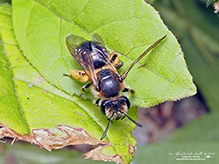mining bee (Andrena sp.)
