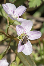 mining bee (Andrena sp.) on Virginia spring beauty