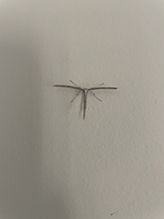 morning-glory plume moth