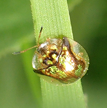 mottled tortoise beetle