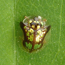 mottled tortoise beetle