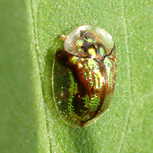 mottled tortoise beetle