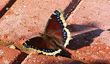 mourning cloak