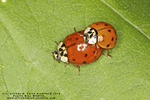 multicolored Asian lady beetle
