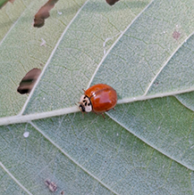 multicolored Asian lady beetle
