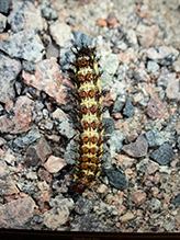 Nevada buck moth