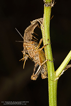 North American spur-throated grasshopper