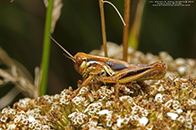 North American spur-throated grasshopper