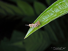 North American spur-throated grasshopper