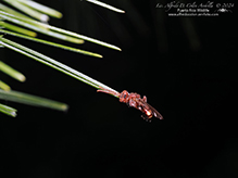 nomad bee (Nomada sp.)