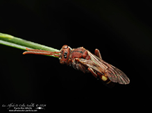 nomad bee (Nomada sp.)