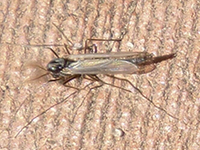 non-biting midge (tribe Chironomini)