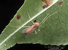 non-biting midge (tribe Chironomini)