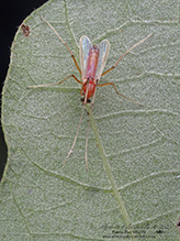 non-biting midge (tribe Chironomini)