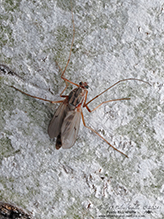 non-biting midge (tribe Chironomini)