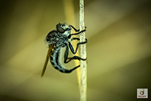 northeastern hammertail