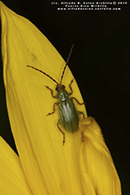 northern corn rootworm