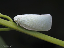 northern flatid planthopper