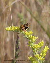 northern flower moth