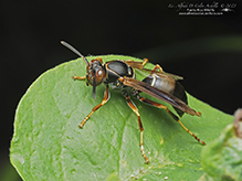 northern paper wasp