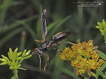 northern paper wasp