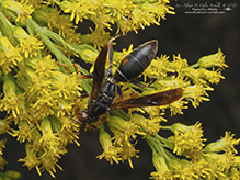 northern paper wasp