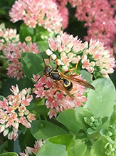northern paper wasp
