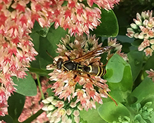 northern paper wasp