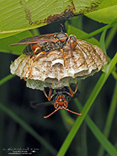 northern paper wasp