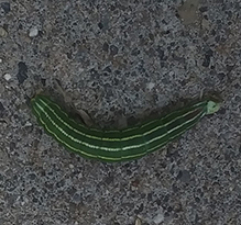 northern pine sphinx