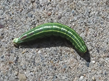 northern pine sphinx