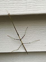 northern walkingstick