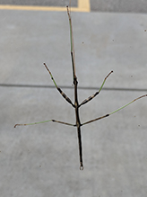 northern walkingstick