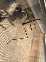 northern walkingstick