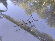 northern walkingstick