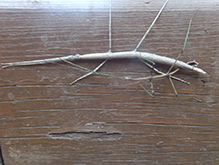 northern walkingstick