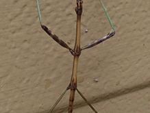 northern walkingstick