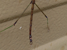 northern walkingstick