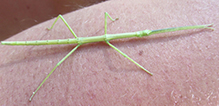 northern walkingstick