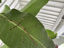 northern walkingstick