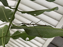 northern walkingstick