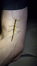 northern walkingstick